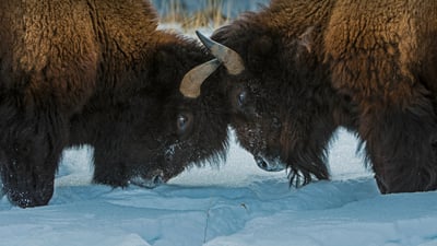 Bing wallpaper February 13, 2022. American bison in Yellowstone National Park, Wyoming (© Gerald Corsi/Getty Images)