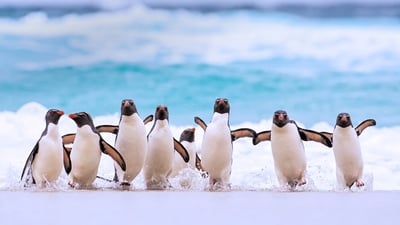 Bing wallpaper April 25, 2020. Southern rockhopper penguins on the Falkland Islands (© Heike Odermatt/Minden Pictures)