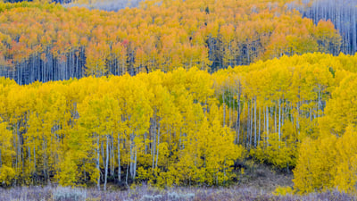 Bing wallpaper September 22, 2026. Fall aspen trees near Guardsman Pass, Utah, USA (© Danita Delimont/Shutterstock)