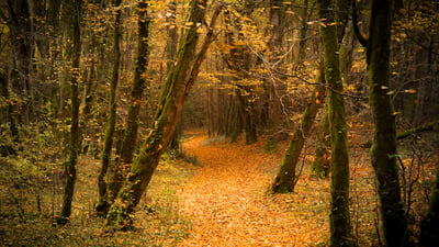 Bing wallpaper November 18, 2021. Forêt en automne (© Laud Nicolas/EyeEm/Getty Image)