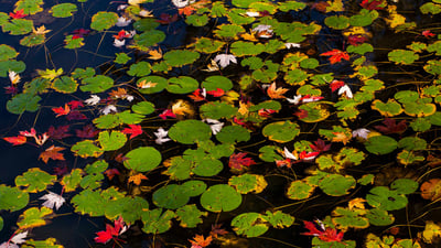 Bing wallpaper October 21, 2019. Lily pads and floating autumn coloured leaves, Waterloo, Que. (© Design Pics/Offset)