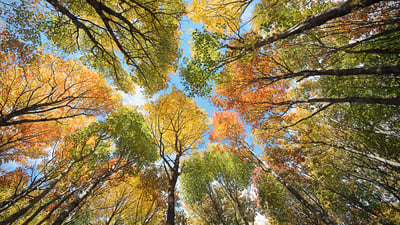 Bing wallpaper October 5, 2021. A canopy of trees in a forest in Prince Edward Island (© OliverChilds/Getty Images)