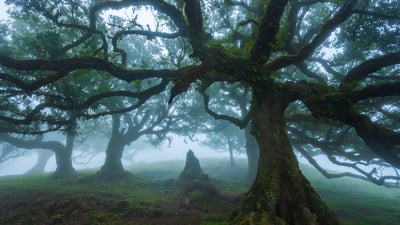 Bing wallpaper October 29, 2025. Ancient til trees in Fanal Forest, island of Madeira, Portugal (© Lukas Jonaitis/Shutterstock)