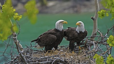 Bing wallpaper June 20, 2021. Bald eagle pair with a chick in their nest near the Yukon River, Yukon, Canada (© Mark Newman/Minden Pictures)