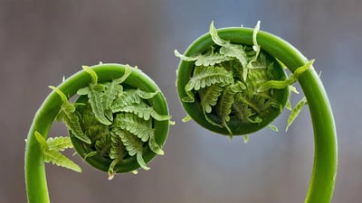 Bing wallpaper April 11, 2022. Fiddlehead fern fronds in Quebec, Canada (© Marianna Armata/Getty Images)