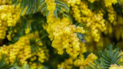 Bing wallpaper March 7, 2026. Mimosa (© d!g!tALE by Alessandro Ciabini/Moment)