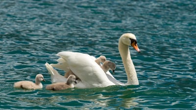 Bing wallpaper May 10, 2025. Cigno reale con i suoi piccoli, Lago di Garda, Lombardia (© Marcus Siebert/imageBROKER)