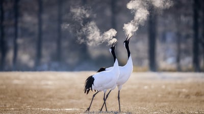 Bing wallpaper December 23, 2024. Red-crowned cranes in Kushiro, Hokkaido, Japan (© Wirestock, Inc./Alamy)