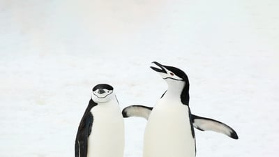 Bing wallpaper December 23, 2023. Chinstrap penguins, South Sandwich Islands, South Atlantic Ocean (© Jan Vermeer/Minden Pictures)