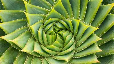 Bing wallpaper November 23, 2024. Spiral aloe, Kangaroo Island, Australia (© Michael Melford/Alamy)