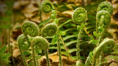 Bing wallpaper March 5, 2019. ｢山菜の新芽｣米国コネチカット州, ヴァーノン (© Holcy/Getty Images)
