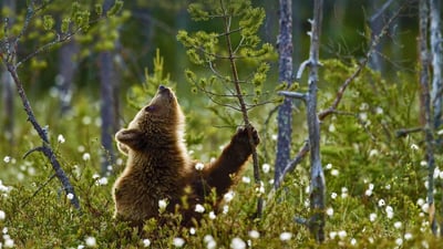 Bing wallpaper June 13, 2021. Eurasian brown bear cub in the taiga forest, Finland (© Jules Cox/Minden Pictures)