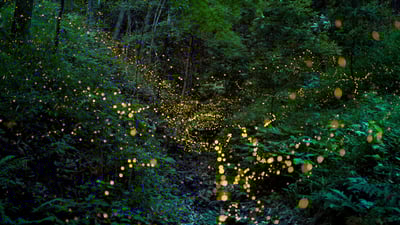 Bing wallpaper June 8, 2019. ｢森の中のホタル｣岡山県 (© tdub303/Gettyimages)