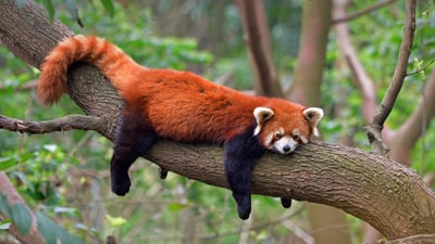 Bing wallpaper September 18, 2021. Red panda at the Chengdu Panda Base in Sichuan province, China (© Biosphoto/Alamy)