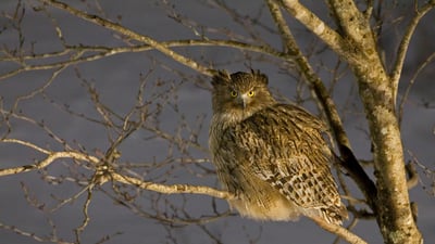 Bing wallpaper October 30, 2020. Blakiston's fish owl in Hokkaido, Japan (© Martin Bailey/Offset by Shutterstock)