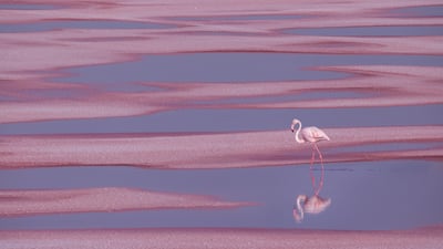 Bing wallpaper April 23, 2026. Flamant rose, Aigues-Mortes (© EyeEm Mobile GmbH/Getty Images Plus)