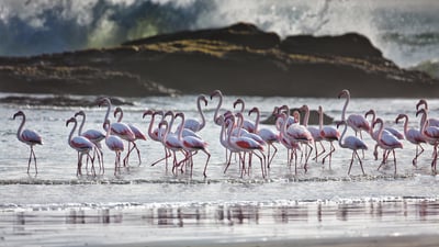Bing wallpaper June 11, 2025. Greater flamingos, Lüderitz, Namibia (© Karine Aigner/TANDEM Stills + Motion)