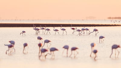 Bing wallpaper November 22, 2023. Flamants roses au lever du soleil, Saintes-Maries-de-la-Mer, Parc Naturel Régional de Camargue, France (© Image via Shutterstock)