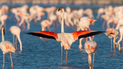 Bing wallpaper August 23, 2025. Greater flamingos, Saintes-Maries-de-la-Mer, Camargue Regional Nature Park, France (© Raimund Linke/Getty Images)