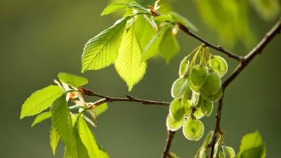 Bing wallpaper April 24, 2019. Zweige und Früchte der Flatterulme (Ulmus laevis). Zum Tag des Baumes (© blickwinkel/Alamy Stock Photo)