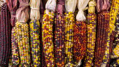 Bing wallpaper November 23, 2023. Flint corn (© Cynthia Liang/Shutterstock)