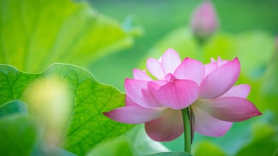 Bing wallpaper April 7, 2022. 蓮の花 (© Gang Xiao Fen Ban/EyeEm Premium/Getty Imagesr)