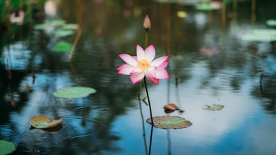 Bing wallpaper April 7, 2019. ｢蓮の花｣ベトナム (© Tuan Nguyen Minh/500px/Getty Images)