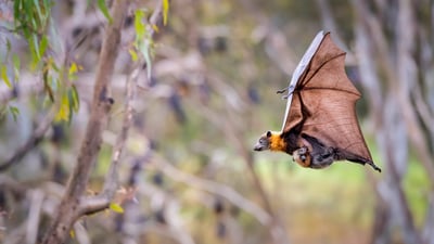 Bing wallpaper April 16, 2026. Femelle renard volant à tête grise portant son petit, Yarra Bend Park, Australie (© Doug Gimesy/Nature Picture Library)