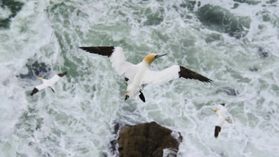 Bing wallpaper July 27, 2020. Northern gannet (Morus bassanus) in flight, Troupe Head RSPB Reserve, Aberdeenshire (© Dave Pressland/Minden Pictures)