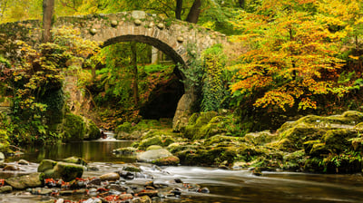 Bing wallpaper November 4, 2021. Foley's Bridge, Tollymore Forest Park, County Down, Northern Ireland (© Adrian McGlynn/Alamy)