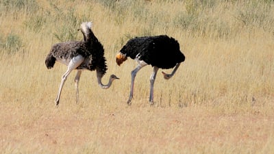 Bing wallpaper April 1, 2021. Ostriches in Kgalagadi Transfrontier Park, South Africa (© Tina Malfilatre/Minden Pictures)