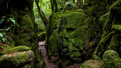 Bing wallpaper October 7, 2026. Moss-covered rocks in Puzzlewood, Forest of Dean, Gloucestershire, England (© Fulcanelli_AOS/Getty Images)