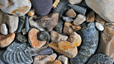 Bing wallpaper October 16, 2024. Fossils of belemnites and ammonites, Jurassic Coast, Dorset, England (© Nature Picture Library/Alamy)