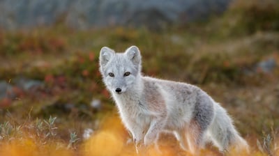 Bing wallpaper December 9, 2021. Arctic fox in Dovrefjell-Sunndalsfjella National Park, Norway (© Andy Trowbridge/Minden Pictures)