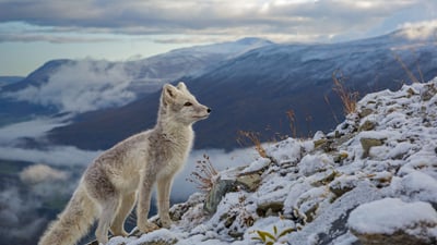 Bing wallpaper October 31, 2019. ｢ホッキョクギツネ｣ドブレ山地, ノルウェー (© Andy Trowbridge/Minden Pictures)