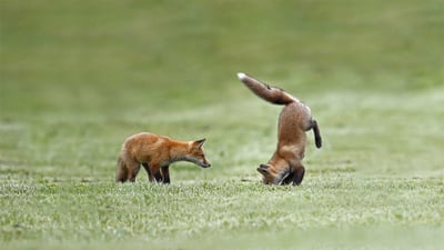 Bing wallpaper April 28, 2022. Fox kits practice their hunting skills, Quebec, Canada (© Vlad Kamenski/Shutterstock)