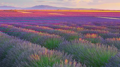 Bing wallpaper July 17, 2025. Lavender fields in Plateau de Valensole, France (© zpagistock/Getty Images)