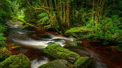 Bing wallpaper September 9, 2020. Franklin-Gordon Wild Rivers National Park, Tasmania (© Heeb Photos/eStock Photo)