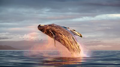 Bing wallpaper July 16, 2020. North Pacific humpback whale breaching in Frederick Sound, Alaska (© Tony Wu/Minden Pictures)