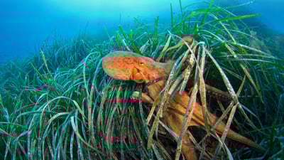 Bing wallpaper October 8, 2021. Common octopus off the coast of France in the Mediterranean Sea (© BIOSPHOTO/Alamy)