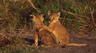 Bing wallpaper July 29, 2021. Deux lionceaux dans la réserve nationale du Masai Mara au Kenya (© Anup Shah/Minden)