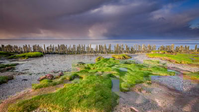 Bing wallpaper November 16, 2024. Wadden Sea coast, near Moddergat, Friesland, Netherlands (© Ron ter Burg/Minden Pictures)