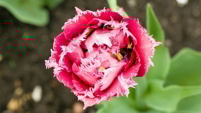 Bing wallpaper May 10, 2021. A pink fringed tulip in Ottawa (© colimachon/Getty Images)