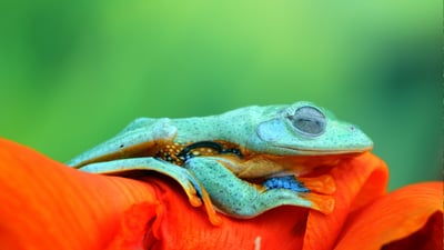 Bing wallpaper April 1, 2023. Javan tree frog (© kuritafsheen/Getty Images)