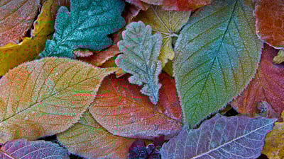 Bing wallpaper December 2, 2021. Autumn leaves coated with frost (© sagarmanis/Getty Images)