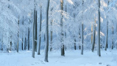 Bing wallpaper January 26, 2025. European beech forest in Belgium (© Philippe Moes/Minden Pictures)