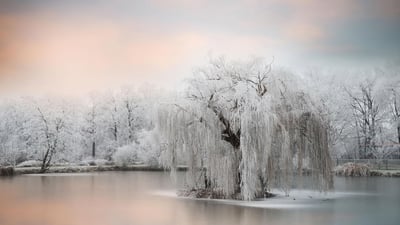 Bing wallpaper December 26, 2019. 池塘边结了冰的树 (© Philippe Sainte-Laudy Photography/Getty Images)