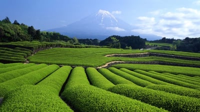 Bing wallpaper April 30, 2020. ｢富士山と茶畑｣静岡 (© Hiroshi Ichikawa/Shutterstock)