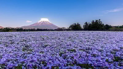Bing wallpaper April 18, 2022. 富士山と芝桜, 山梨県 富士河口湖町 (© Ruj Chuchaisangrat/Getty Images)