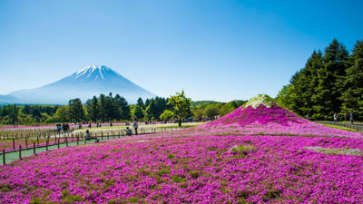 Bing wallpaper April 11, 2019. ｢富士芝桜まつり｣山梨, 富士河口湖町 (© Srinil/shutterstock)